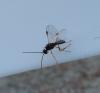 Blacus nigricornis
